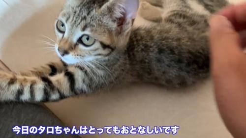 タロちゃん
