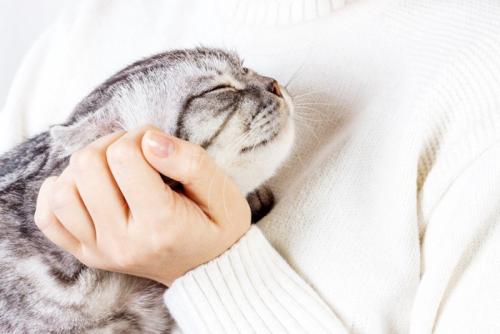 女性にうれしそうに撫でられる猫