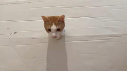 穴から顔を出す猫