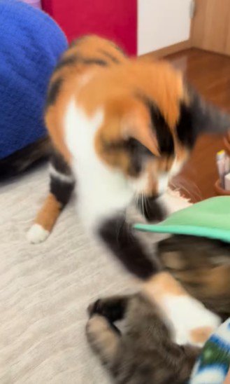 連続猫パンチ
