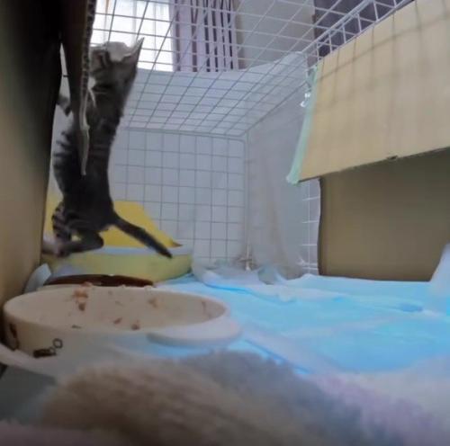 ケージの中の猫