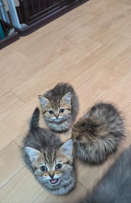 集まっている子猫