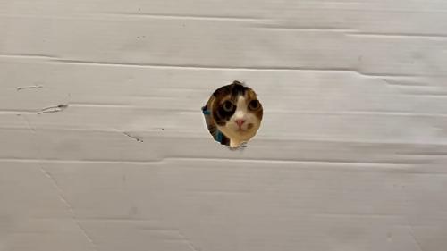 穴から前を見ている三毛猫