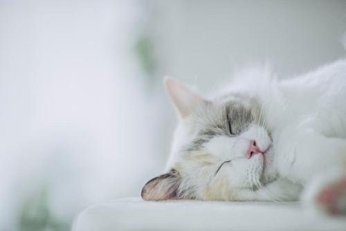気持ちよさそうに寝ている猫
