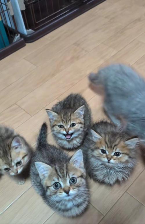 ごはんを催促する子猫