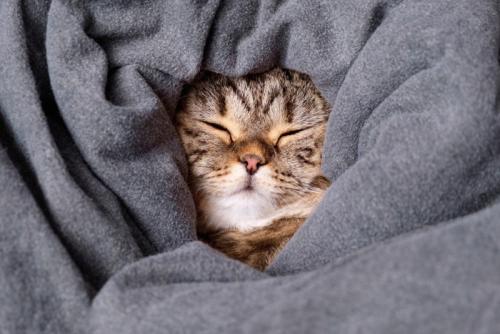 毛布にくるまってくつろぐ猫