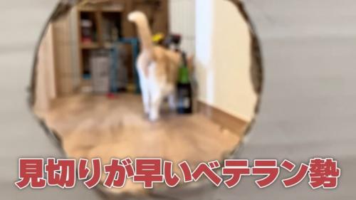 猫の後ろ姿