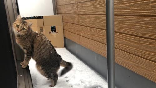 尻尾を振って