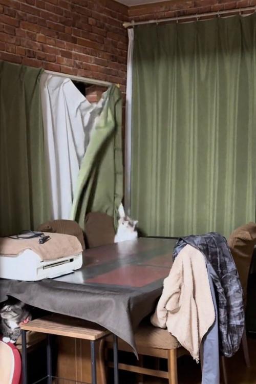 カーテンと落ちる猫