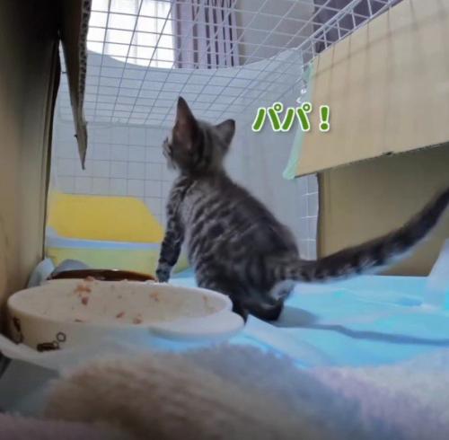 ケージの中の猫