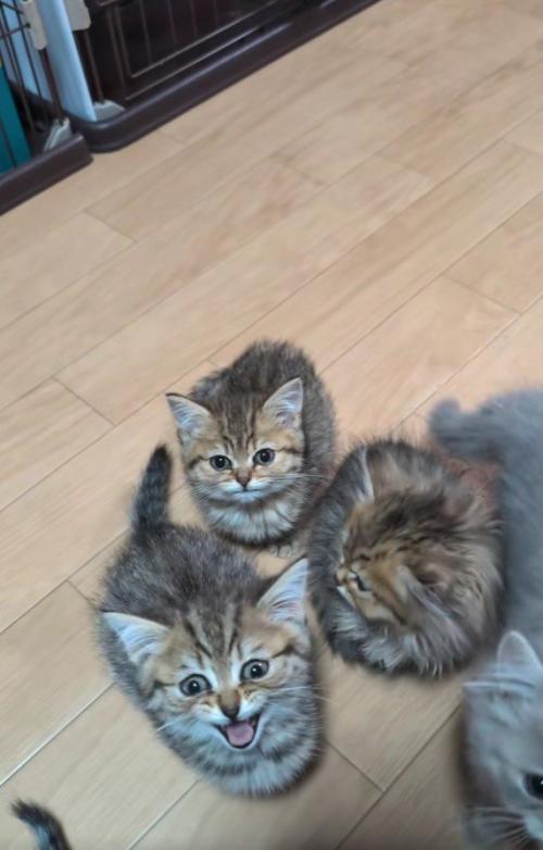 集まっている子猫