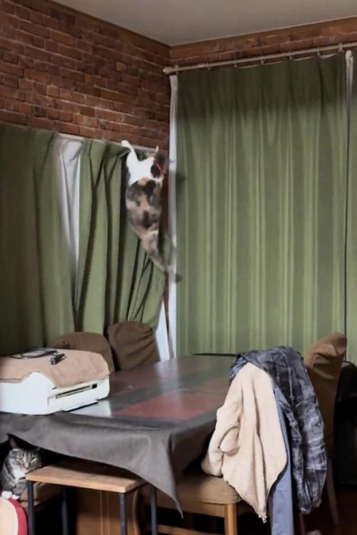 カーテンレールにぶら下がる猫