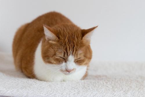 完全に手を隠した香箱座りの猫