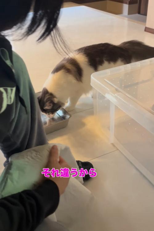 水に近づく猫