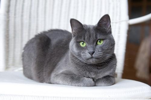 イスの上で香箱座りをしている猫