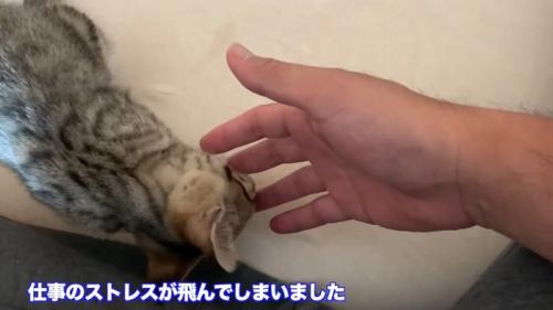 タロちゃんと飼い主さんのコメント