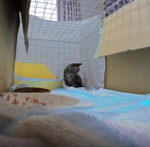 ケージの中の猫