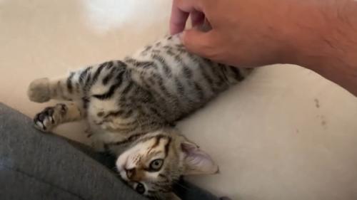 タロちゃん