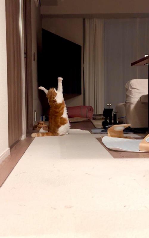 後ろ足で立ち上がり、宙に前足を伸ばす猫