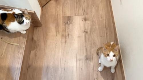 見上げる2匹の猫