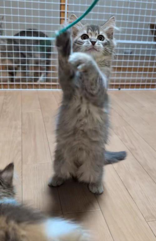 遊んでいる子猫