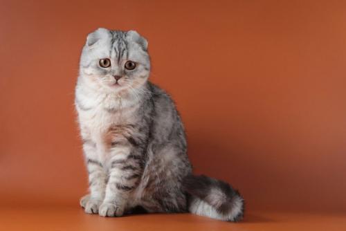 元気がない猫