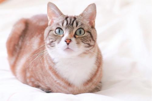 香箱座りでくつろいでいる猫