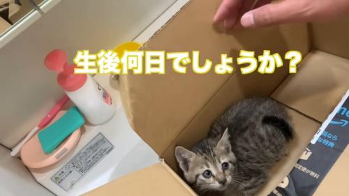 保護当時のタロちゃん