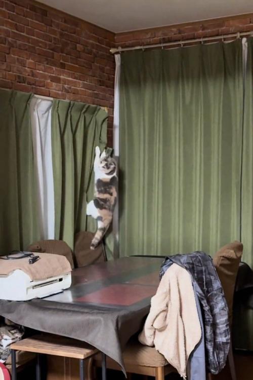 カーテンに爪をかけておりてくる猫