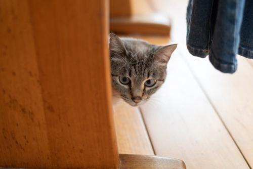 隠れている猫