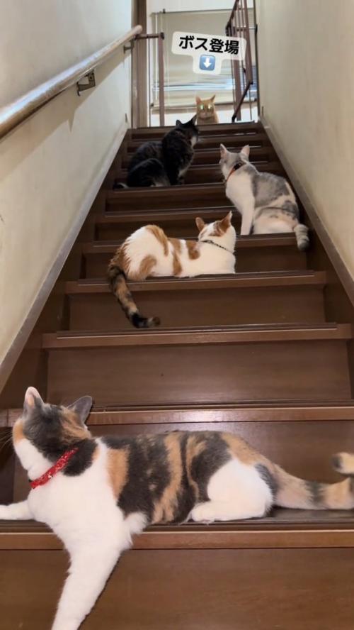 階段上に現れた猫