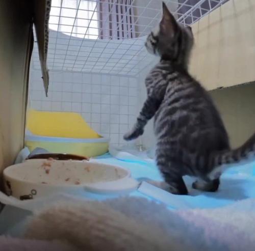 ケージの中の猫