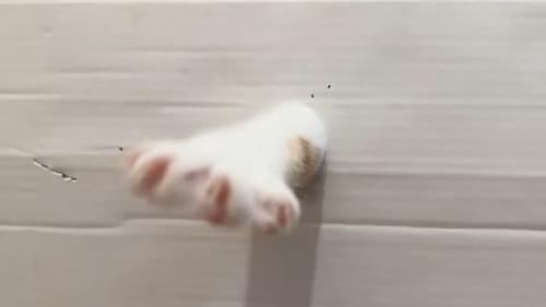 猫の前足