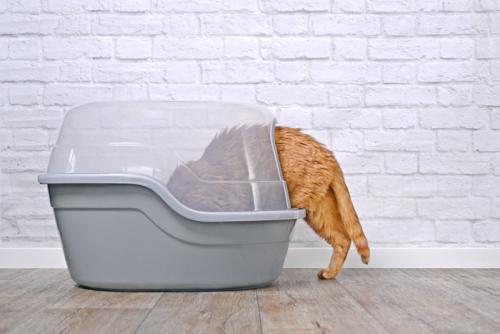 トイレに入る猫