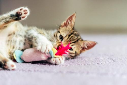 蹴りぐるみに夢中な猫