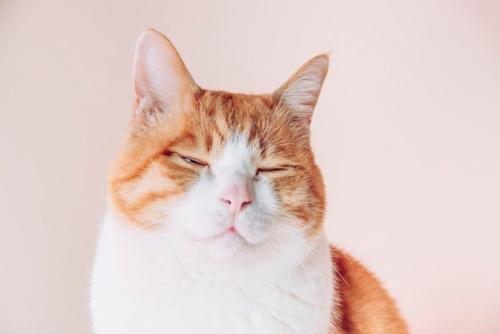 穏やかな表情を浮かべる猫