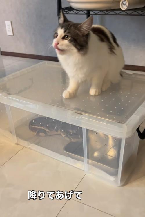 鼻をなめる猫