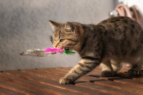 咥えたおもちゃを持ってくる猫