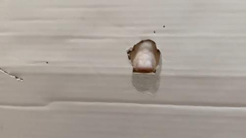 穴から見える猫の鼻