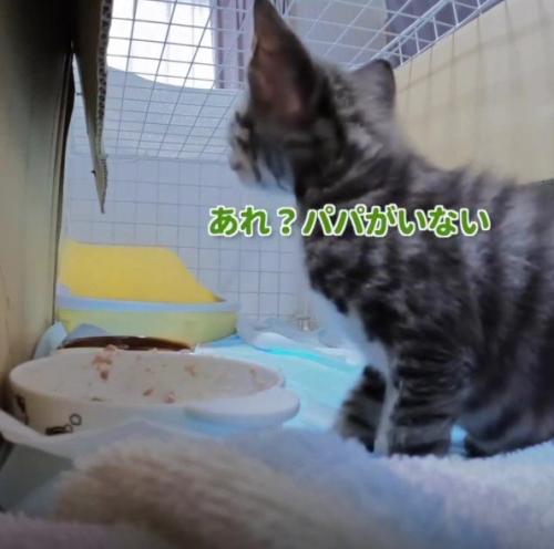 ケージの中の猫