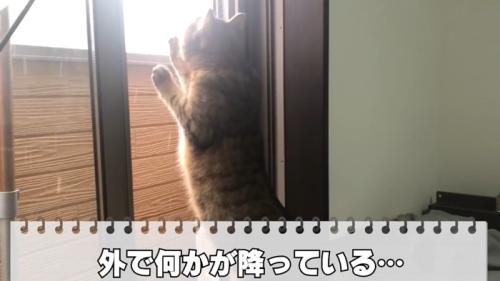 外で何かが