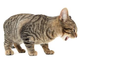 下を向いて口を開ける猫