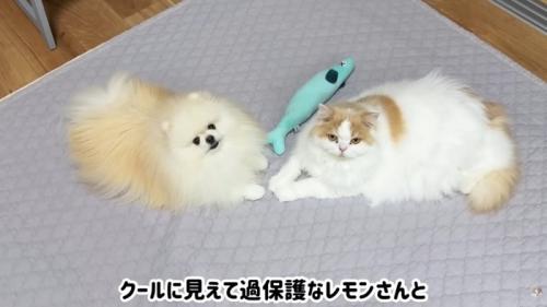 テロップ「クールに見えて~」