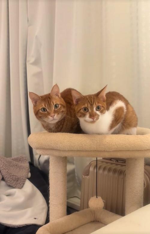 キャットタワーの上で香箱座りをしているカメラ目線の猫(ヒキ)