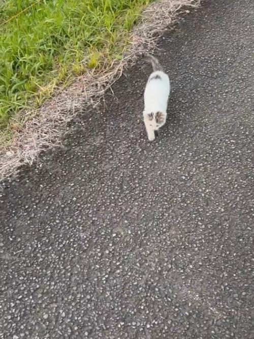 歩いている子猫