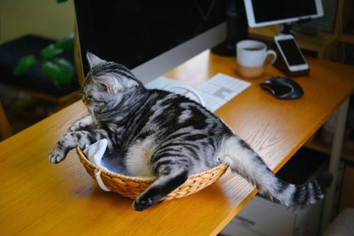 デスクの上でカゴに入る猫