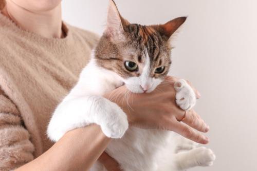 かみつく猫