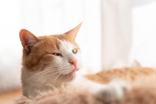 舌を出す猫