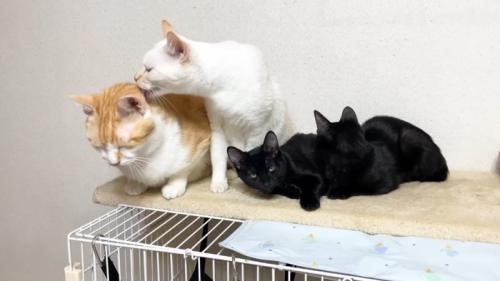 むぎくんを舐めて