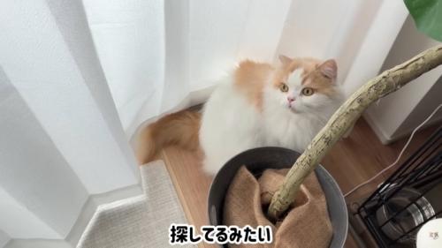 テロップ「探してるみたい」